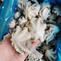 海鮮生凍八爪魚(yú) 活凍八爪魚(yú) 去內(nèi)臟八爪魚(yú) 鹽磨小八爪魚(yú) 生八爪魚(yú)