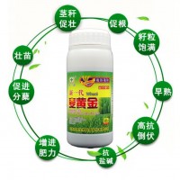 麥黃金小麥抗凍抗旱籽粒飽滿小麥增產(chǎn)葉面肥壯苗抗病