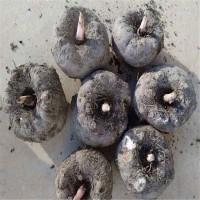 魔芋種子訂購 高海拔農(nóng)作物 粉片制作 國盛農(nóng)產(chǎn)