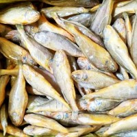 鮮新捕撈速凍黃花魚新鮮冷凍海捕黃魚小黃魚海鮮水產(chǎn)批發(fā)鮮活魚