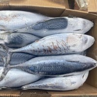 冷凍炸彈魚 鰹魚 三點鰹 寵物食品原料 罐頭原料 批發(fā)