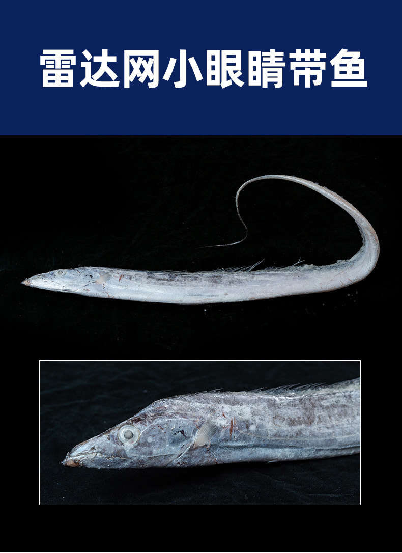 帶魚_01.jpg