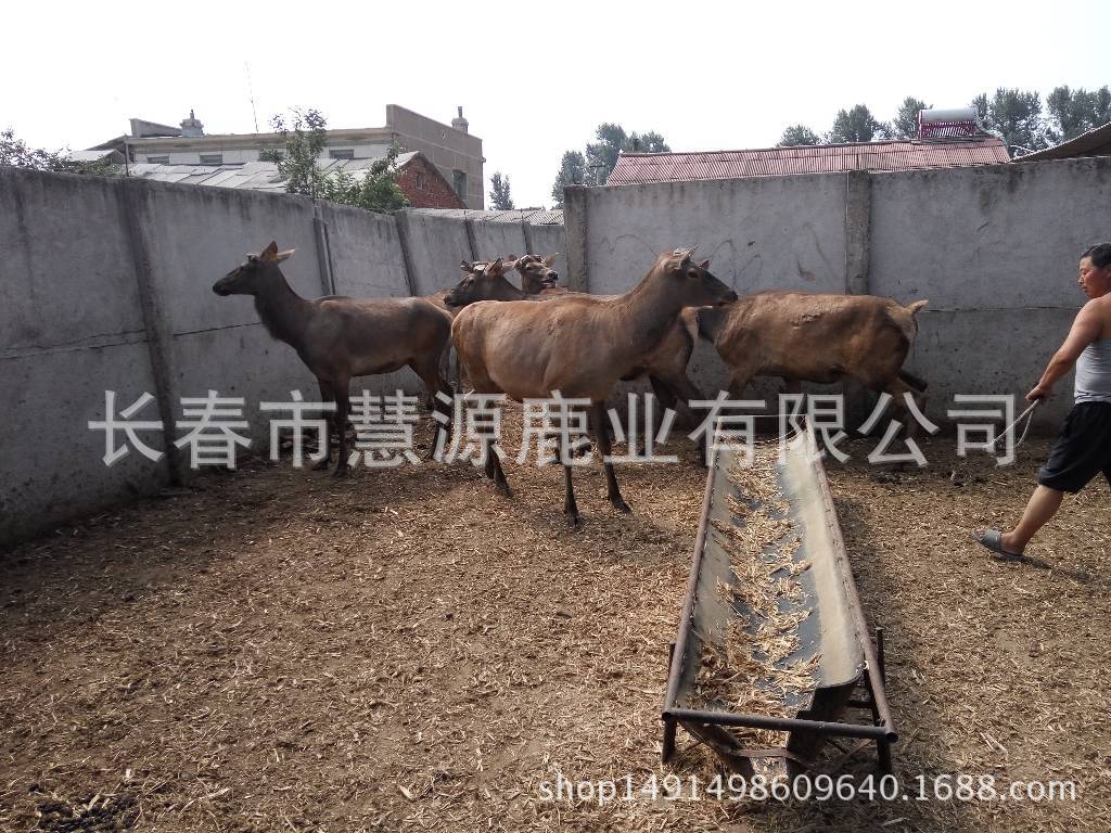 馬鹿