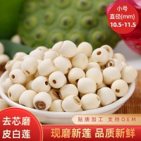 湘潭白蓮子 去芯磨皮白蓮批發(fā) 去殼無芯白蓮直徑10.5-11.5mm