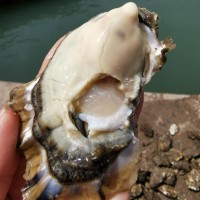 生蠔鮮活批發(fā)原產(chǎn)地一手貨源山東海鮮水產(chǎn)新鮮生蠔肉牡蠣