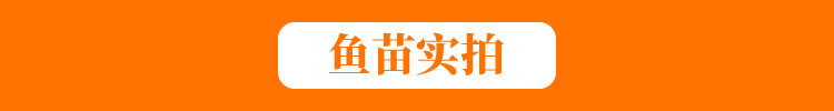 魚苗實(shí)拍
