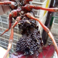 基地直銷 優(yōu)質(zhì)小龍蝦種 蝦苗 淡水蝦苗供應(yīng) 大龍蝦苗 蝦苗批發(fā)