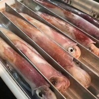 福建東山 船凍大管 火箭魷魚 槍魷魚 海鮮冷凍水產(chǎn) 食用農(nóng)產(chǎn)品