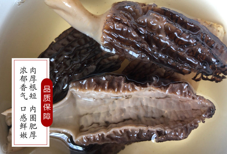 羊肚菌詳情12