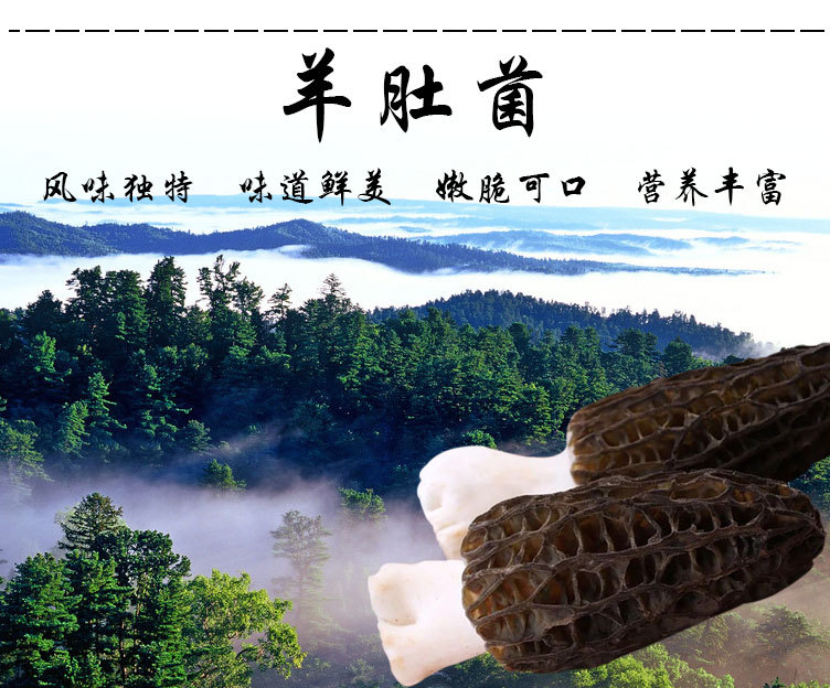 羊肚菌生長(zhǎng)環(huán)境