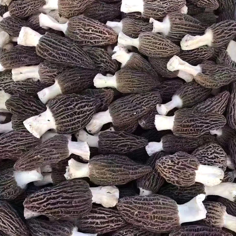 鮮羊肚菌7