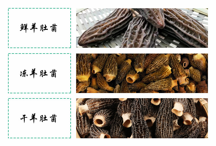 羊肚菌形態(tài)