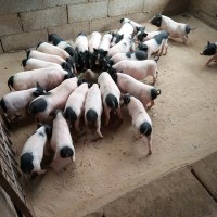 動(dòng)物園觀賞巴馬香豬 網(wǎng)紅家庭飼養(yǎng)迷你小豬 可愛易養(yǎng)