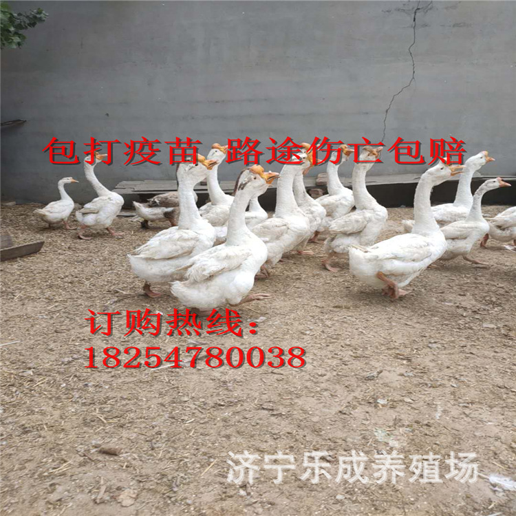 微信圖片_2020061922343414.jpg