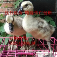 朗德鵝大種獅頭鵝苗脫溫幼苗成活禽類獅頭鵝苗多少錢一只純雁鵝