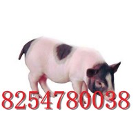 巴馬香豬養(yǎng)殖場(chǎng)藏香豬能長多大大白豬出售豬仔子供應(yīng)