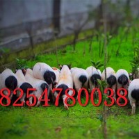巴馬香豬幼崽出售藏香豬出售價(jià)格大白豬出售豬仔子供應(yīng)