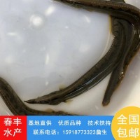 刺鰍魚(yú)苗 易成活3-8公分泥鰍魚(yú)苗 抗病害淡水鋼鰍苗刀鰍供應(yīng)