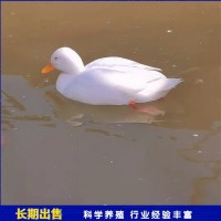生態(tài)園養(yǎng)殖柯?tīng)桒?散養(yǎng)成年寵物小叫鴨 飼養(yǎng)簡(jiǎn)單
