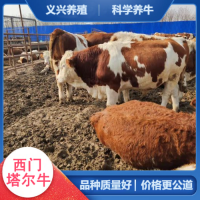 西門(mén)塔爾牛犢小母牛 肉牛養(yǎng)殖基地 出肉率高- 義興養(yǎng)殖