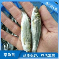 草魚(yú)苗 魚(yú) 苗批發(fā)基地直發(fā) 易養(yǎng)生長(zhǎng)快 提供專業(yè)技術(shù)支持