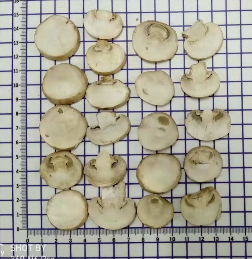 凍干蘑菇片 (1)