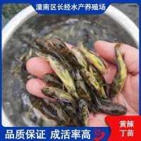 黃辣丁苗 魚苗批發(fā) 少病害產(chǎn)量高 基地直供 提供專業(yè)養(yǎng)殖技術(shù)支持