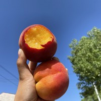 【湖北露天黃金蜜黃桃蜜桃】湖北老樹蜜桃非血桃5斤新鮮水果代發(fā)