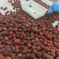 廠(chǎng)家直銷(xiāo)出口品質(zhì)楊梅水果果肉整箱蛋糕烘焙原料大份量商用