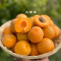 【陜西金太陽頭茬大黃杏】 農(nóng)家種植酸甜爽口孕婦新鮮水果5斤代發(fā)