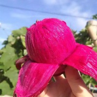 【海南金都一號(hào)紅心火龍果】現(xiàn)摘現(xiàn)發(fā)5斤非白心新鮮水果一件代發(fā)