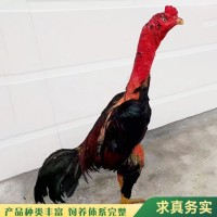 散養(yǎng)雜交斗雞 改良脫溫越南鬼子雞 體格健壯 展宏養(yǎng)殖場