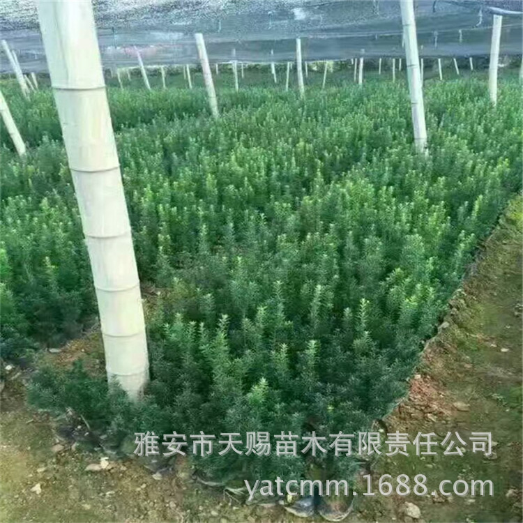 曼地亞紅豆杉杯苗1.jpg