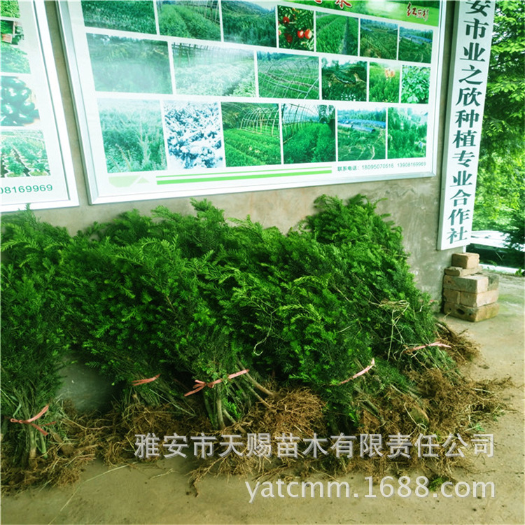 曼地亞小苗