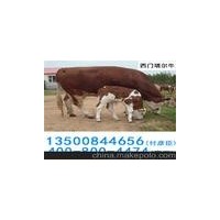 璧山縣璧城街道肉牛犢養(yǎng)殖魯西黃夏洛萊利木贊西門塔爾牛養(yǎng)殖場(chǎng)
