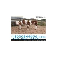 璧山縣來(lái)鳳街道肉牛犢養(yǎng)殖魯西黃夏洛萊利木贊西門塔爾牛養(yǎng)殖場(chǎng)