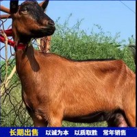 繁殖育肥青年紅鹿奶山羊肉羊 飼養(yǎng)簡(jiǎn)單抗逆性強(qiáng)