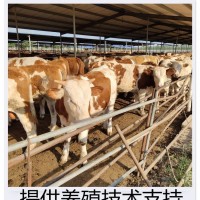 西門塔爾牛場(chǎng) 基地出魯西黃牛 大量供應(yīng) 四肢強(qiáng)健 來(lái)金