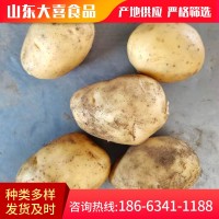 山東蔬菜基地供應小土豆 新鮮農(nóng)副食品土豆馬鈴薯 價格面議