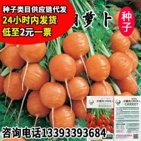 永紅小蜜丸水果胡蘿卜種子 草莓甜脆四季小菜園胡蘿卜籽 廠家批發(fā)