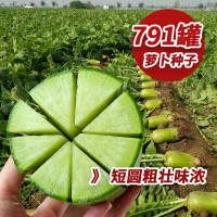 涵洋791蘿卜種子青蘿卜種籽大青蘿卜種籽口感清脆汁多抗蟲蔬菜種