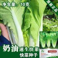 煜奶油速生快菜種子廠家批發(fā)早熟小白菜種籽菜園四季蔬菜孑
