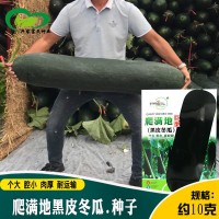 中研爬滿地黑皮冬瓜種子 肉厚肉質密成熟厚為黑品種冬瓜籽