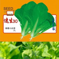 批發(fā)青梗小白菜青冠小白菜種子100g袋裝顏色亮綠蔬菜種子公司批發(fā)
