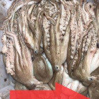菜場商用八爪魚 章魚 冷凍八爪 魚 巖章粗皮各類規(guī)格都有