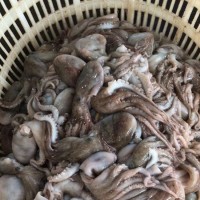 偉隆水產(chǎn) 冷凍八爪魚 章魚 釣魚島海域 可翻花 新鮮批 發(fā)