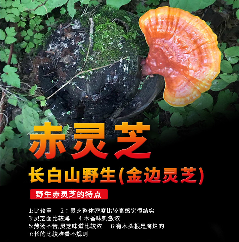 12靈芝詳情_01_01.jpg