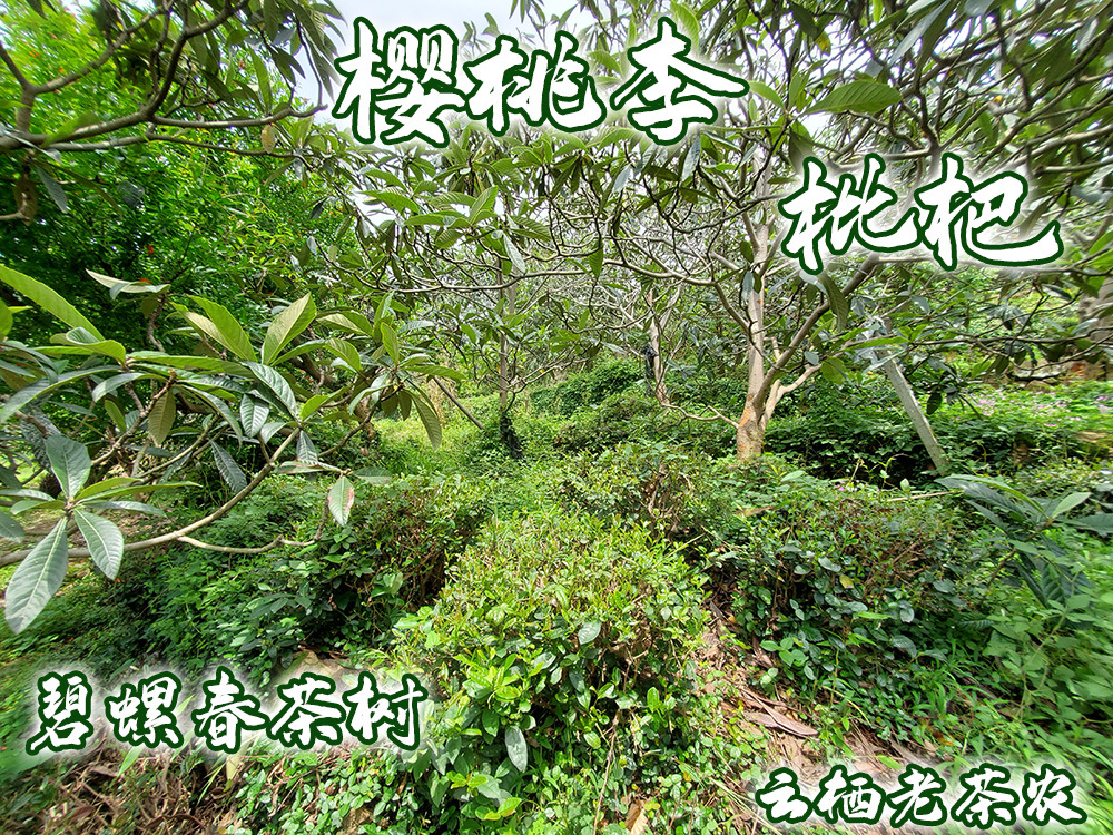 李子香碧螺春.jpg