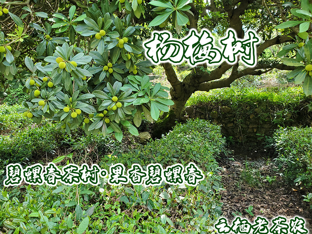 楊梅香碧螺春.jpg