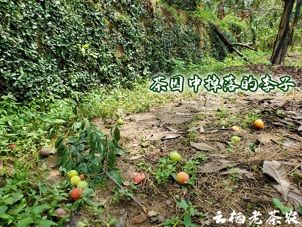 茶地水果.jpg